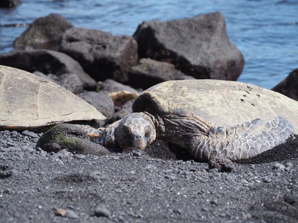 アメリカ(米国)・ハワイ島「レンタカーでハワイ島一周」の写真