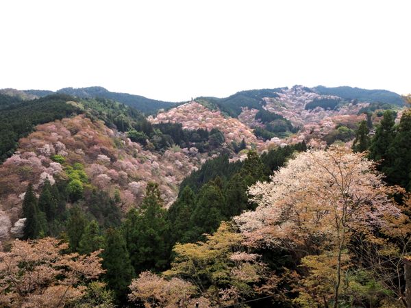 日本・大阪府「そうだ、吉野桜を見に行こう」の写真