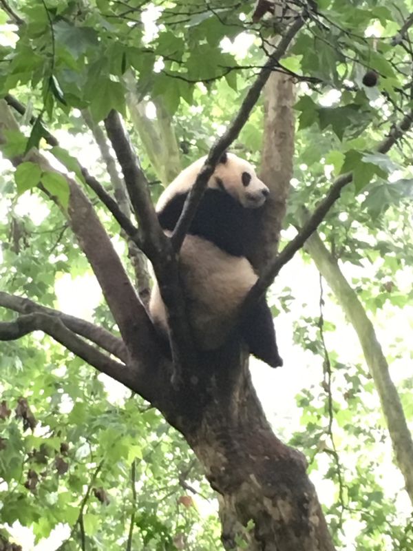 中国・成都「中国2019」の写真