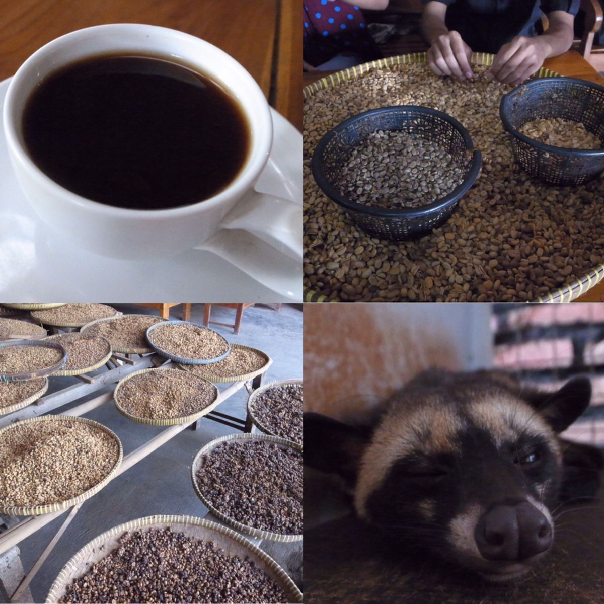 急遽国内線に乗って日帰りでジャカルタへ。世界遺産ボロブドゥール寺院遺跡群と...