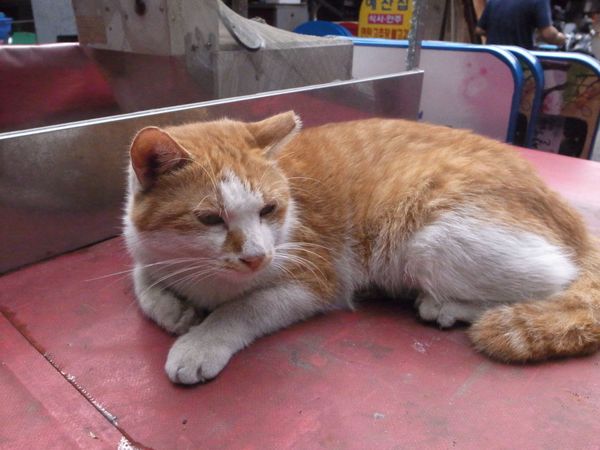 大韓民国 (韓国)・ソウル「韓国旅行」の写真：仮眠は韓国式スーパー銭湯のチムジルバン