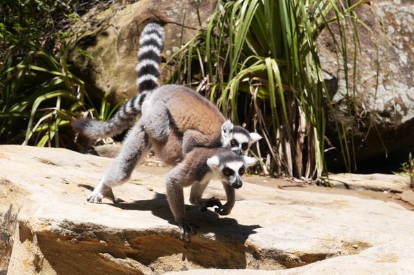 マダガスカル・Antananarivo「南部アフリカ旅(マダガスカル)」の写真：イサロ国立公園。ラムヒラの町から行きます。
