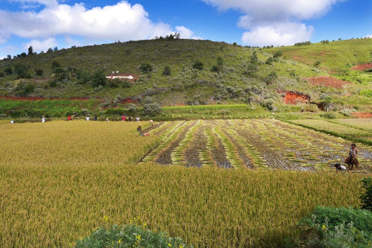 マダガスカルの中央高地は美しいです。
