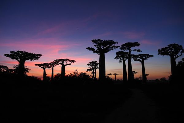 マダガスカル・Antananarivo「南部アフリカ旅(マダガスカル)」の写真：ムルンダバのバオバブ並木。
夕日と朝日は必見！