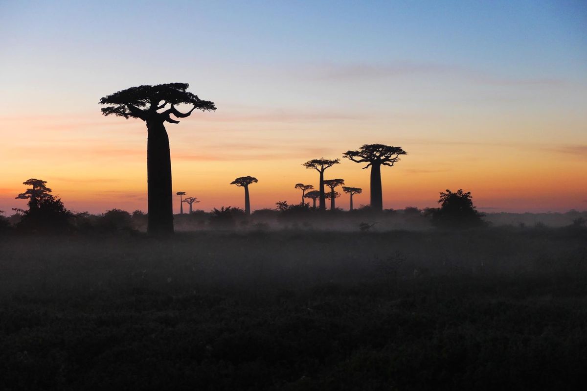 ムルンダバのバオバブ並木。
夕日と朝日は必見！