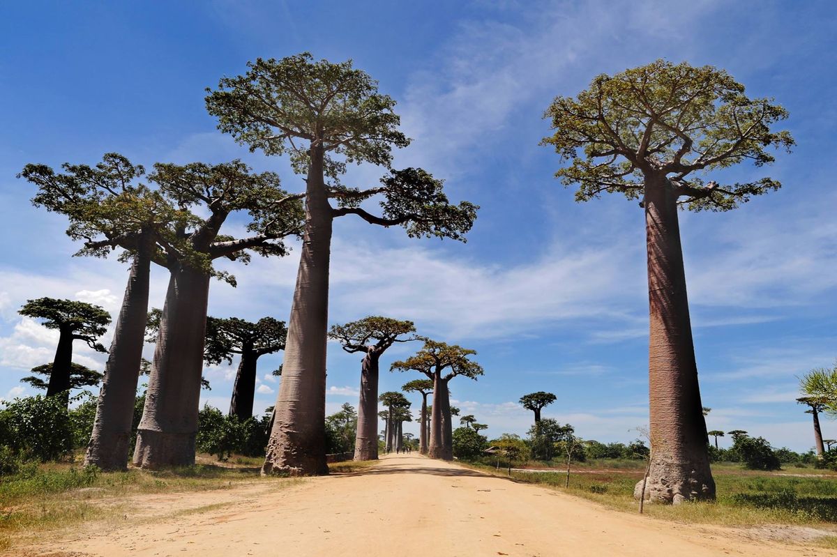 ムルンダバのバオバブ並木。
夕日と朝日は必見！