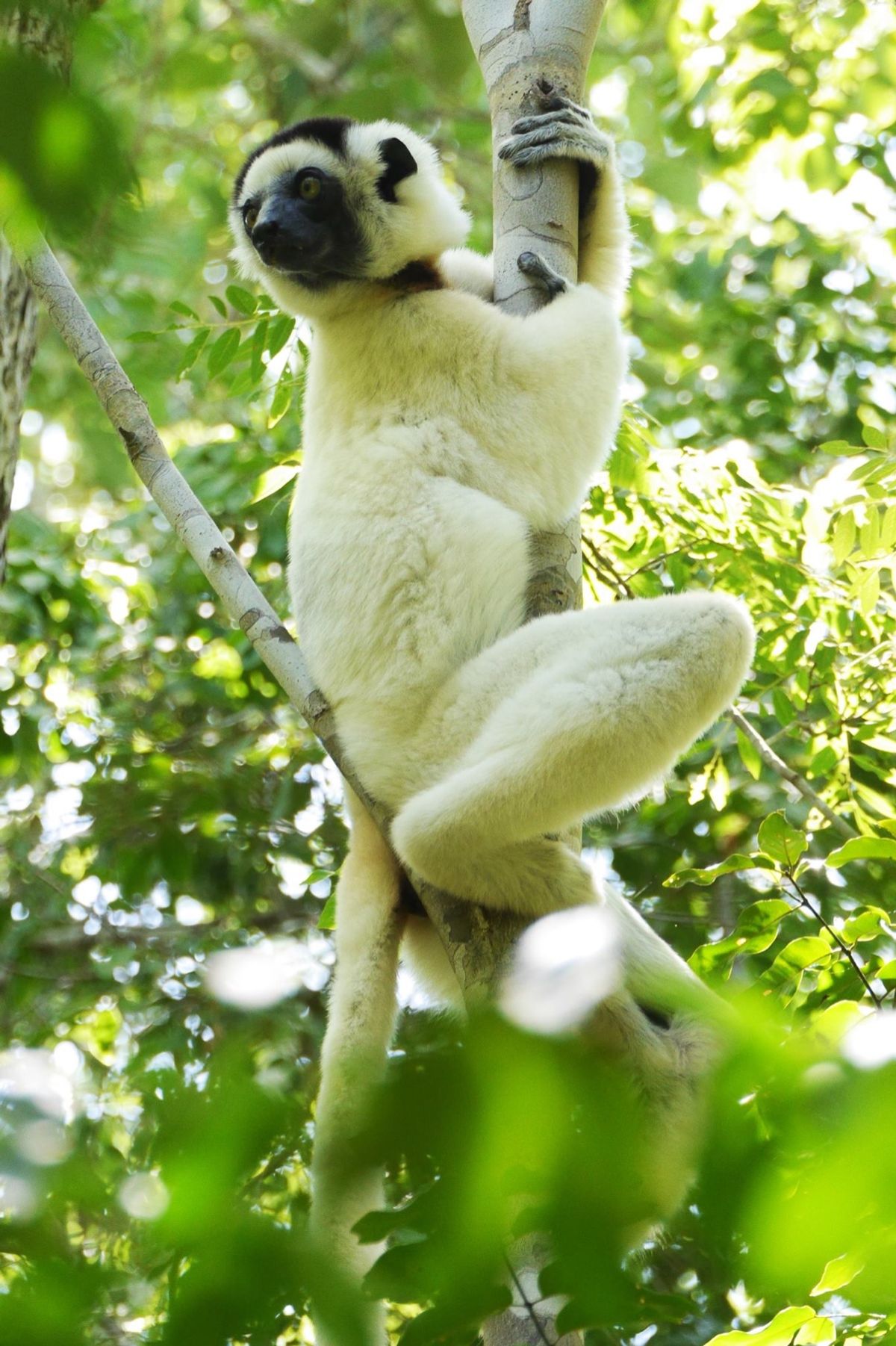 ムルンダバのバオバブ並木。
夕日と朝日は必見！