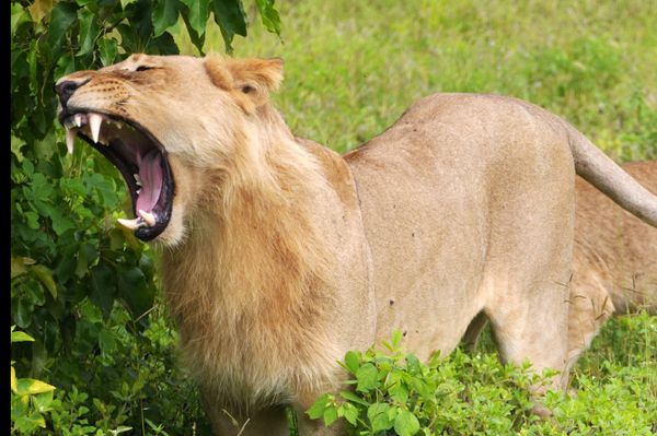 ボツワナ・Kasane「南部アフリカ旅(ボツワナ)」の写真：ボツワナ北部のチョベ国立公園。3時間くら...