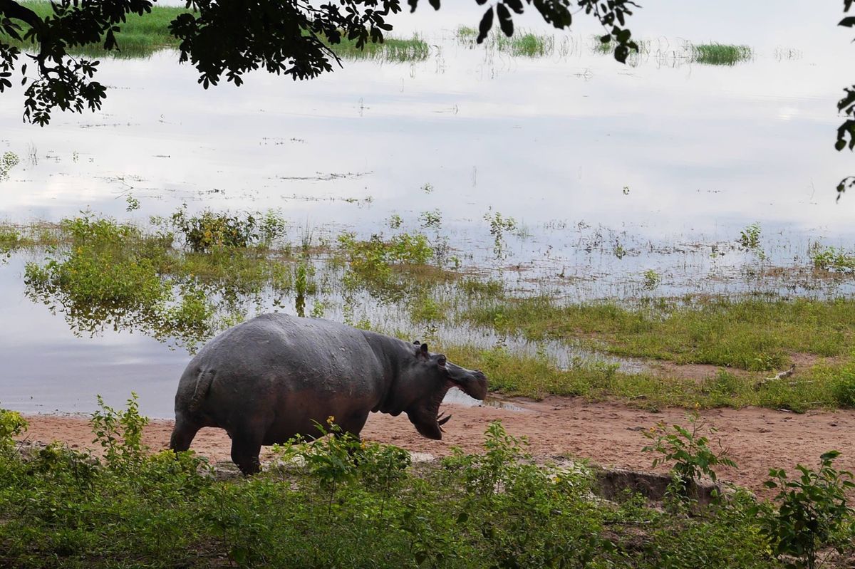 ボツワナ北部のチョベ国立公園。3時間くらい回っただけだが、サファリを楽しめ...