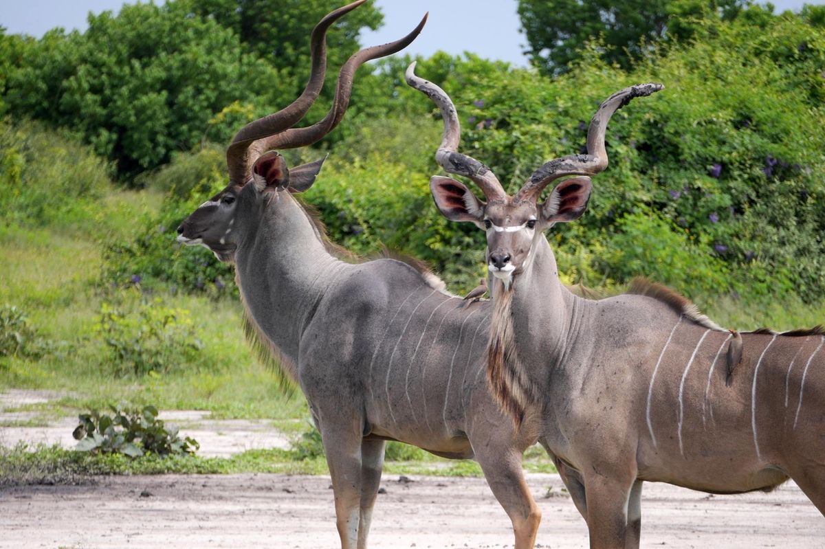 ボツワナ北部のチョベ国立公園。3時間くらい回っただけだが、サファリを楽しめ...