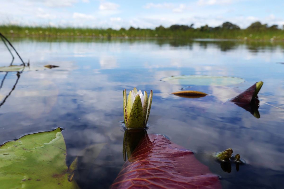 ボツワナのオカバンゴ湿地帯。
雨季と乾季でその様子は異なるようです。