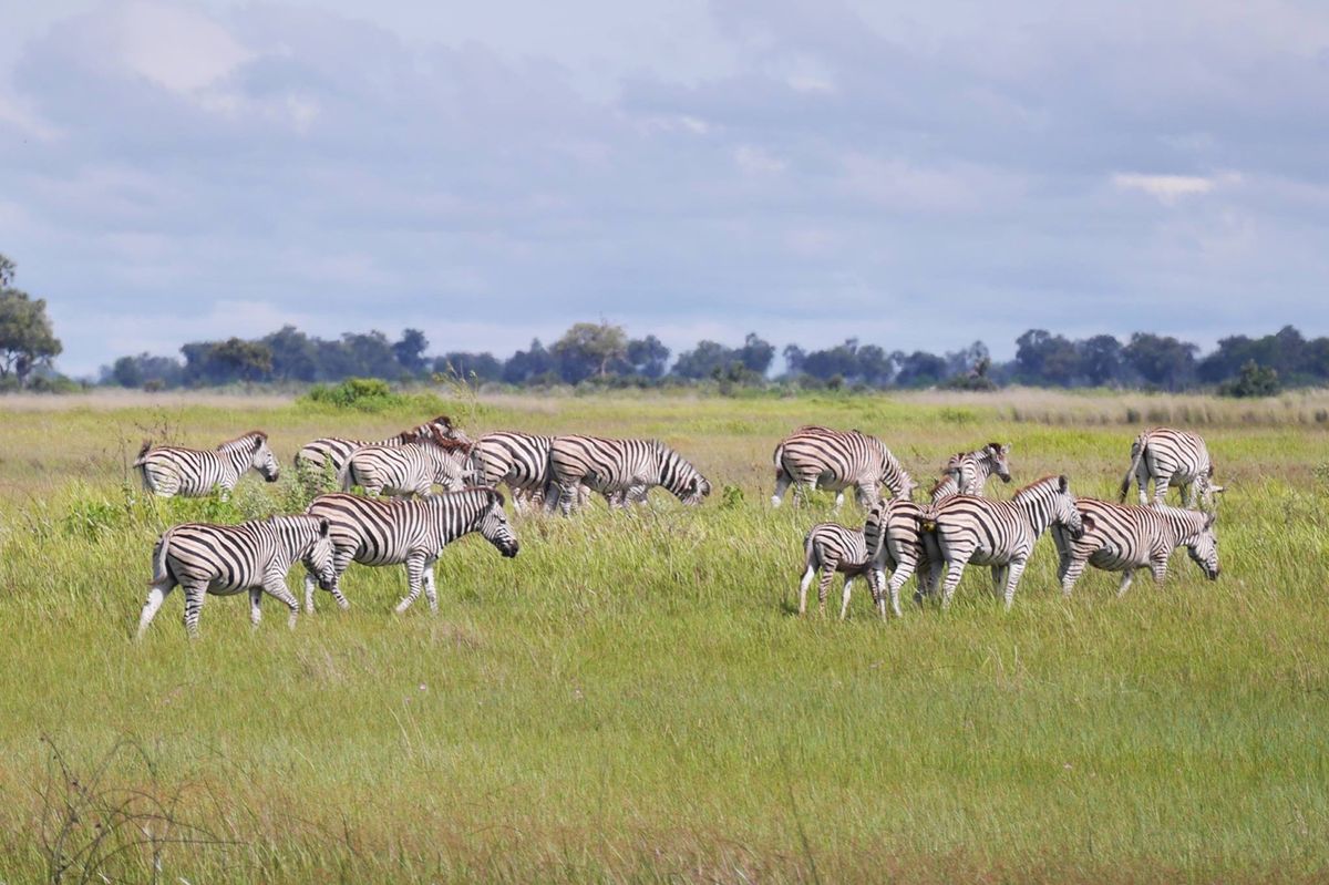 ボツワナのオカバンゴ湿地帯。
雨季と乾季でその様子は異なるようです。