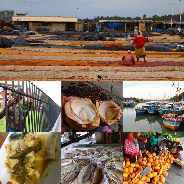 スリランカ・Colombo「北半球放浪記 2017-18 🇱🇰」の写真：@Negombo