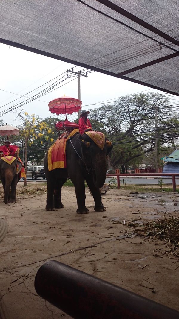 タイ・バンコク「タイ旅行」の写真：象には乗ったほうがいいです！なかなか味わ...