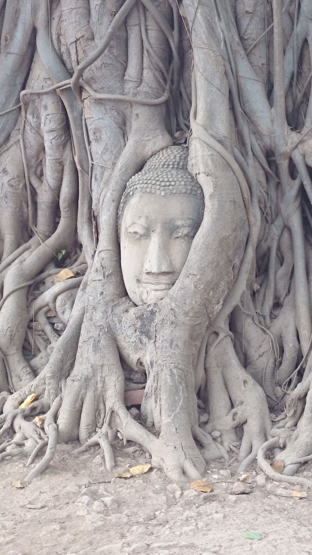 象には乗ったほうがいいです！なかなか味わえない体験をしました。