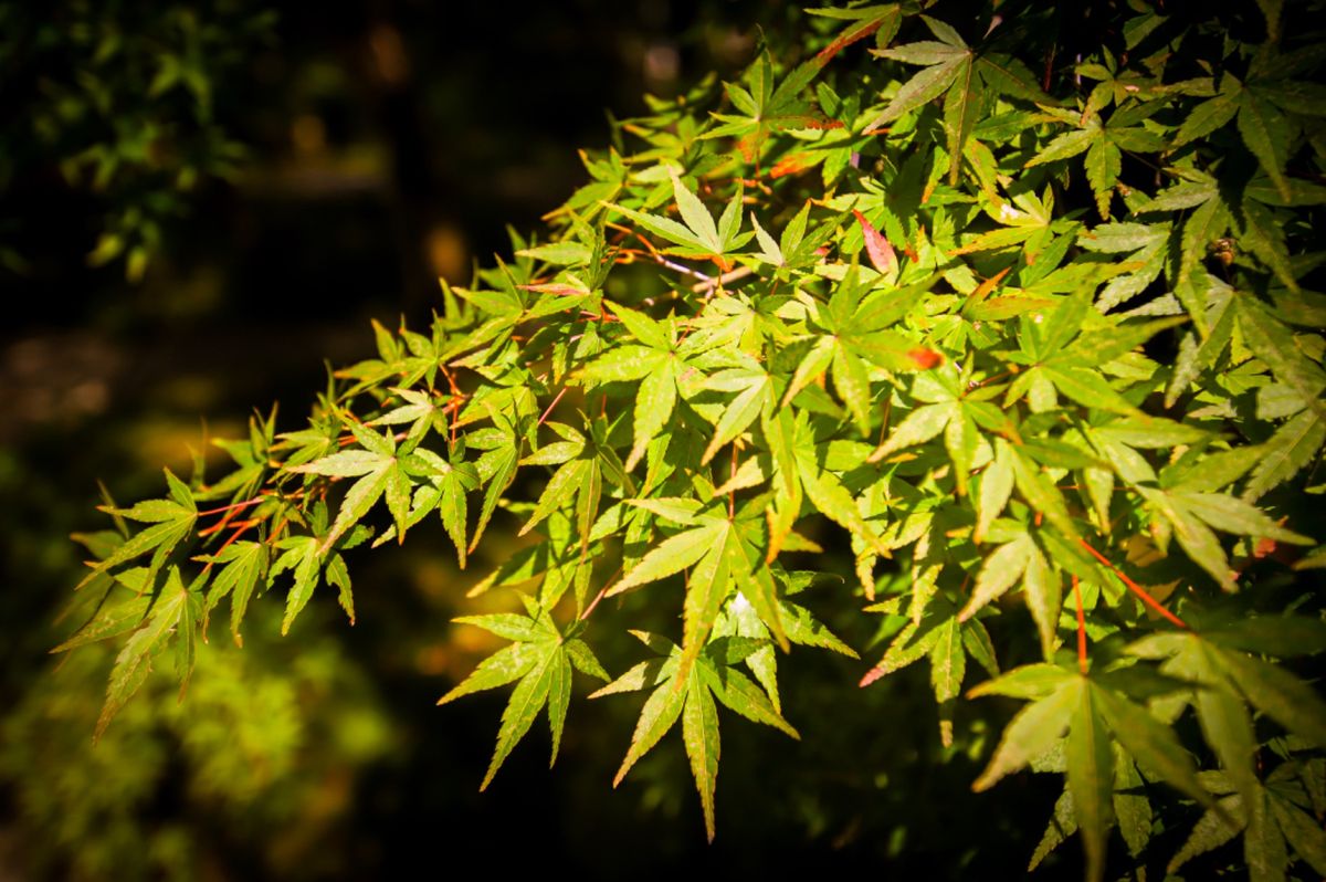 まだ紅葉には早いと思いつつ...。
やっぱり早かった....