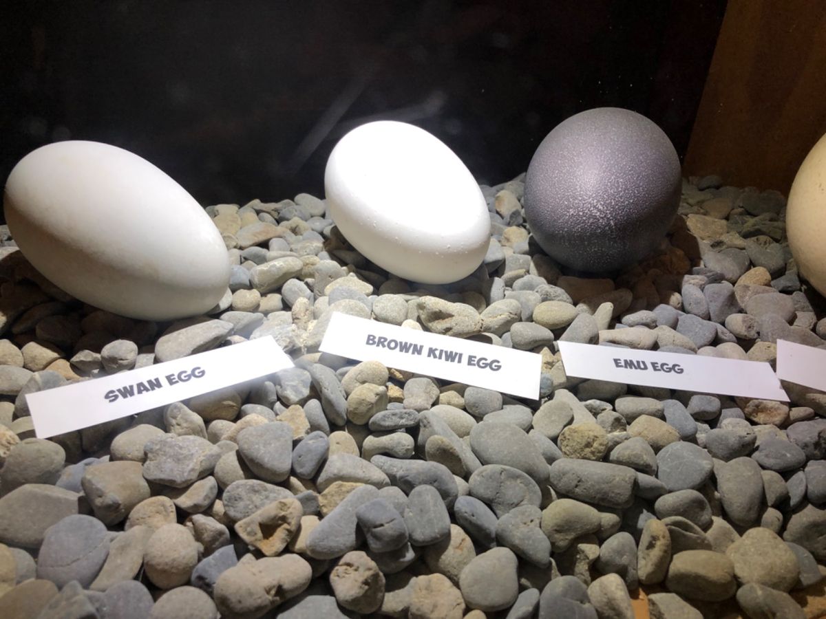 ウィラーバンク動物園のキウイ。
暗くて探すのが大変でした。