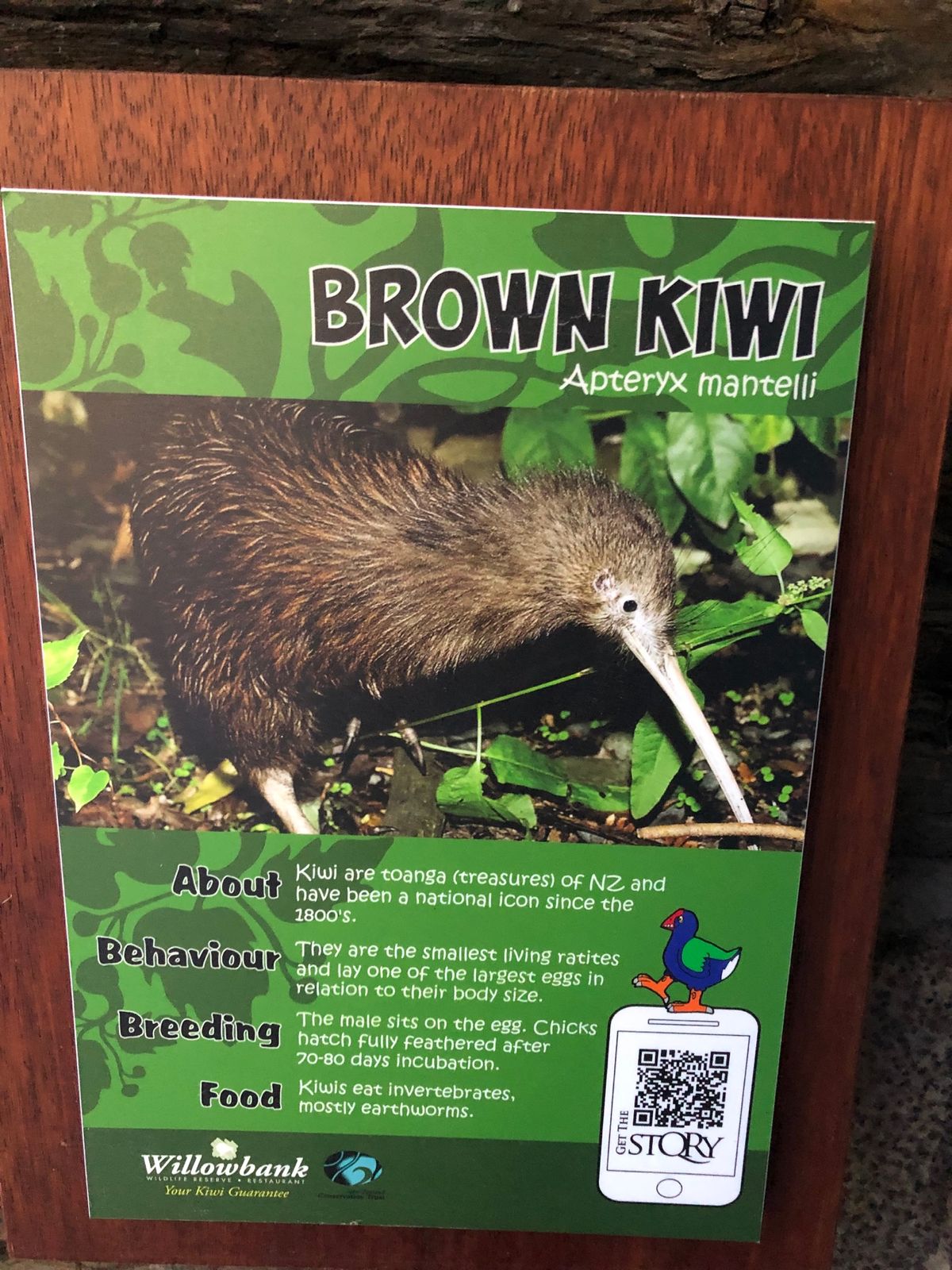 ウィラーバンク動物園のキウイ。
暗くて探すのが大変でした。