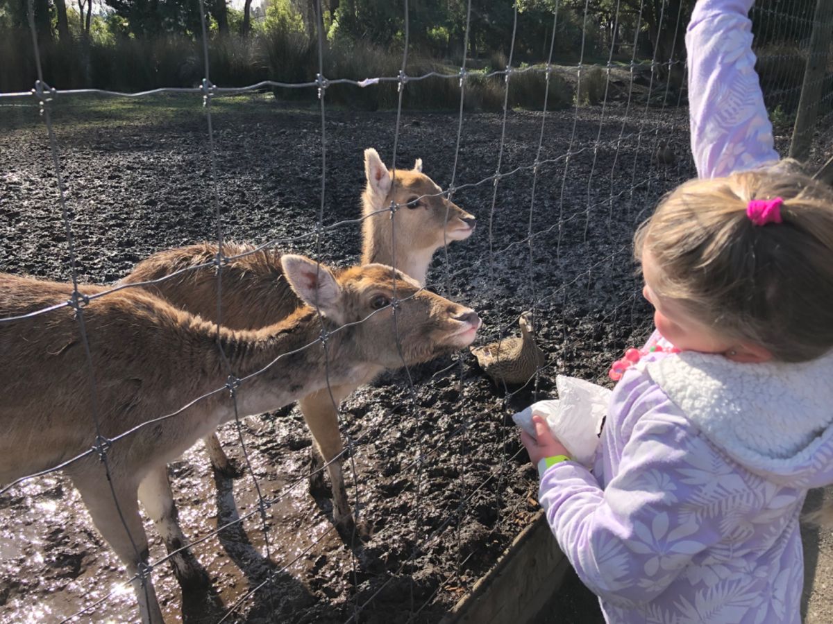 ウィローバンク動物園。
距離近っっ！