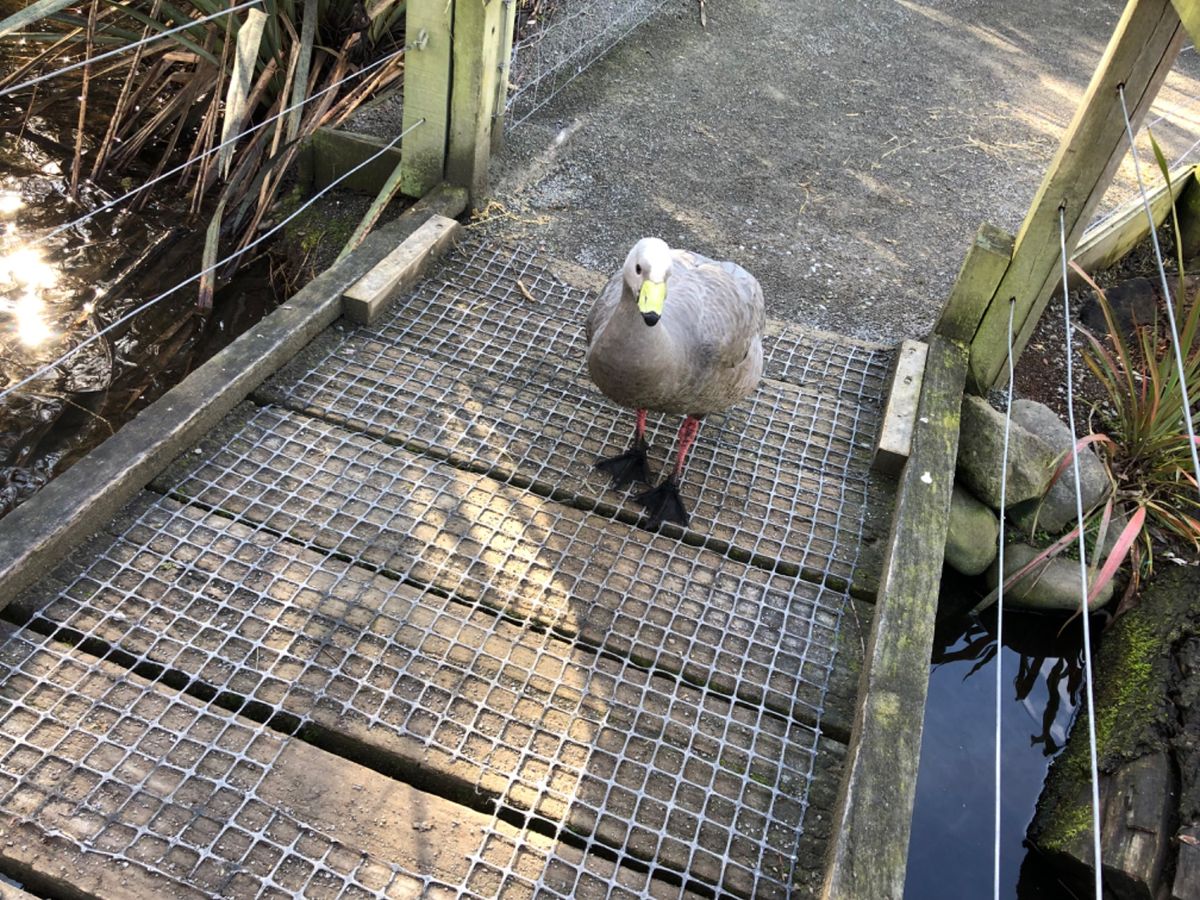 ウィローバンク動物園。
距離近っっ！