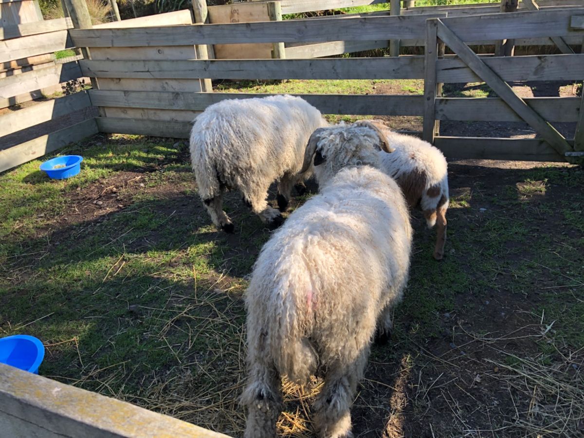 お散歩から帰ってきました。