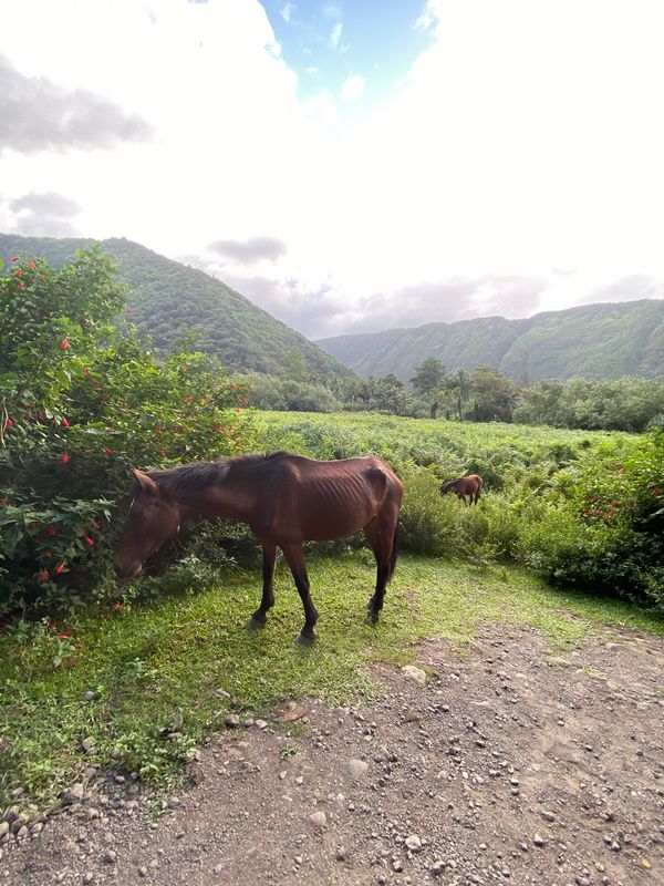 アメリカ(米国)・ハワイ「ハワイ島 星空の旅」の写真:凄まじい下り坂を、足をプルプルさせながら...