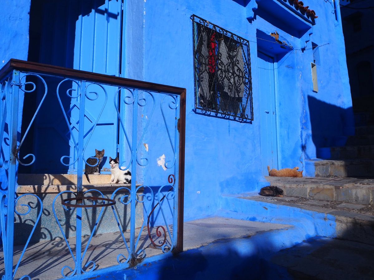 青い街シャウエン
猫🐈たくさんいた