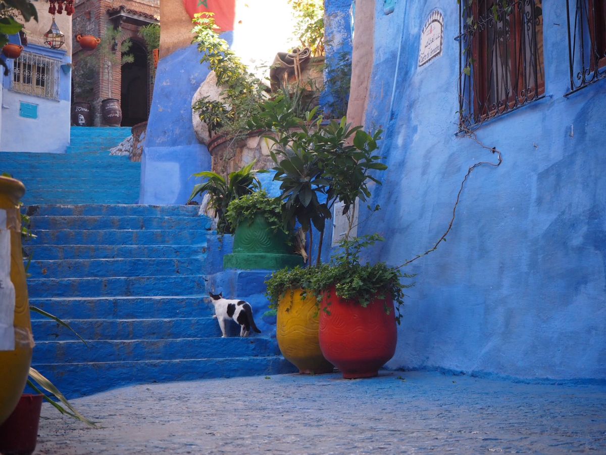 青い街シャウエン
猫🐈たくさんいた