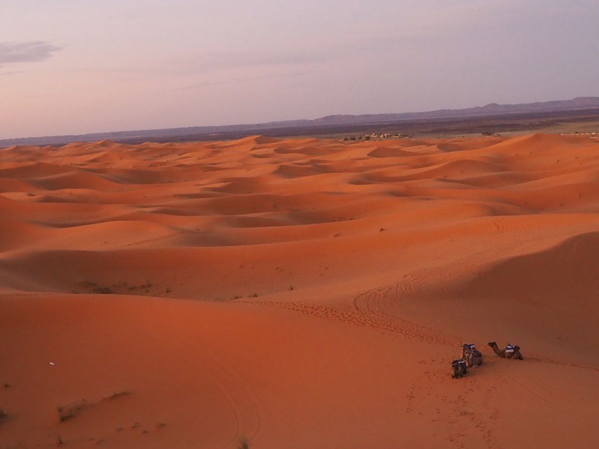 ラクダ🐪に乗ってサハラ砂漠からの朝日鑑賞🏜