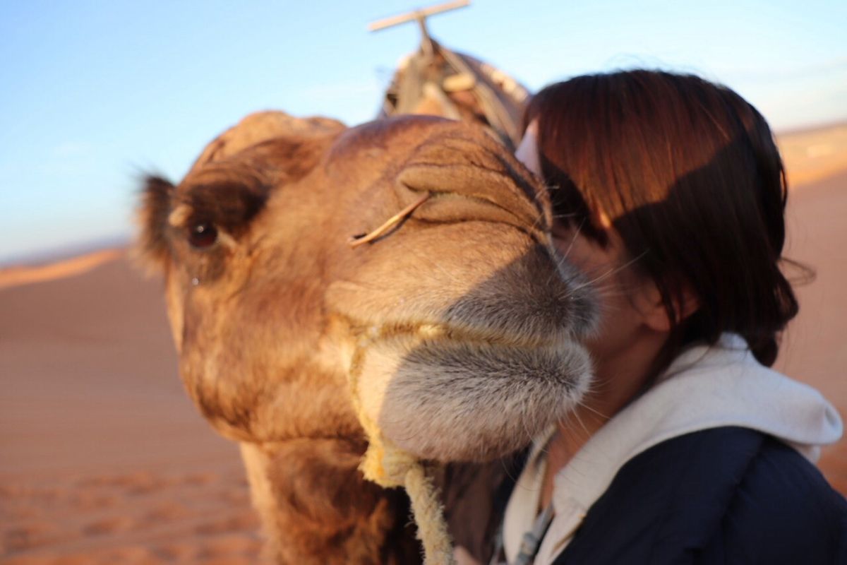 ラクダ🐪に乗ってサハラ砂漠からの朝日鑑賞🏜