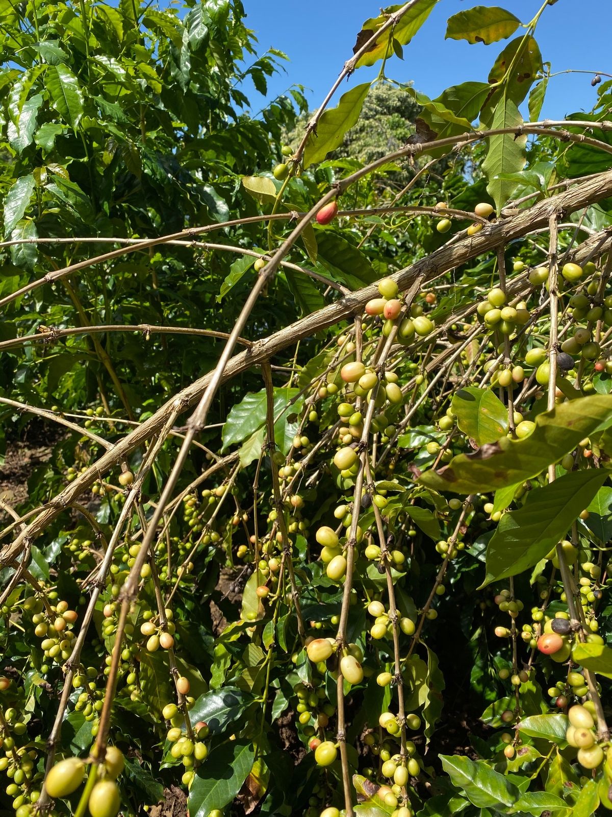 朝食も兼ねてコーヒーを飲みに行こうと「KONA COFFEE LIVING...