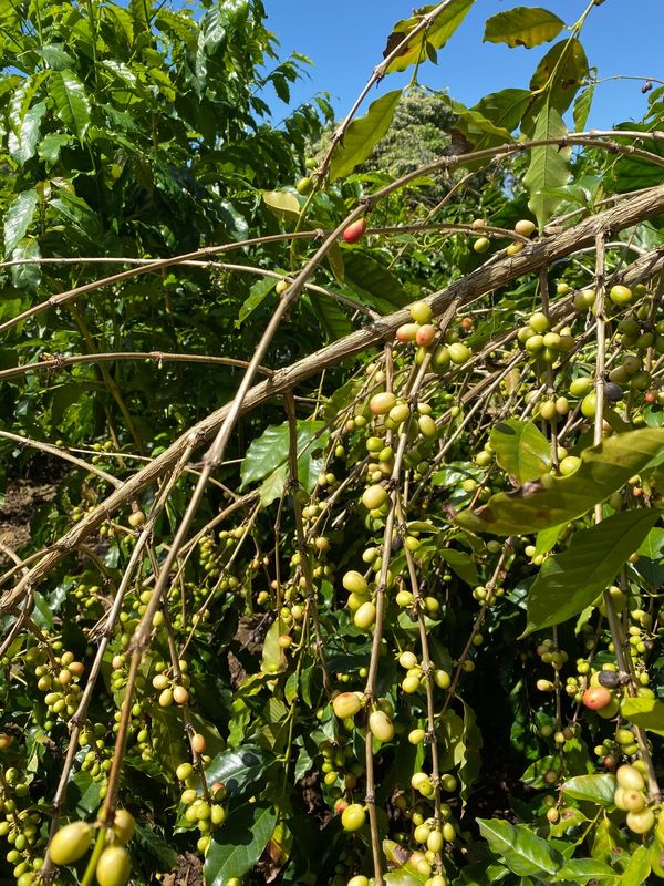 アメリカ(米国)・ハワイ「ハワイ島 星空の旅」の写真:朝食も兼ねてコーヒーを飲みに行こうと「K...