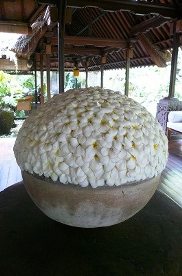 インドネシア・バリ島　スミニャック　ウブド「バリ島への旅」の写真：IBAHといえばフランジパニ。