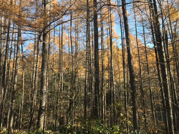 日本・長野市「長野県　戸隠で紅葉と蕎麦」の写真：紅葉している木々