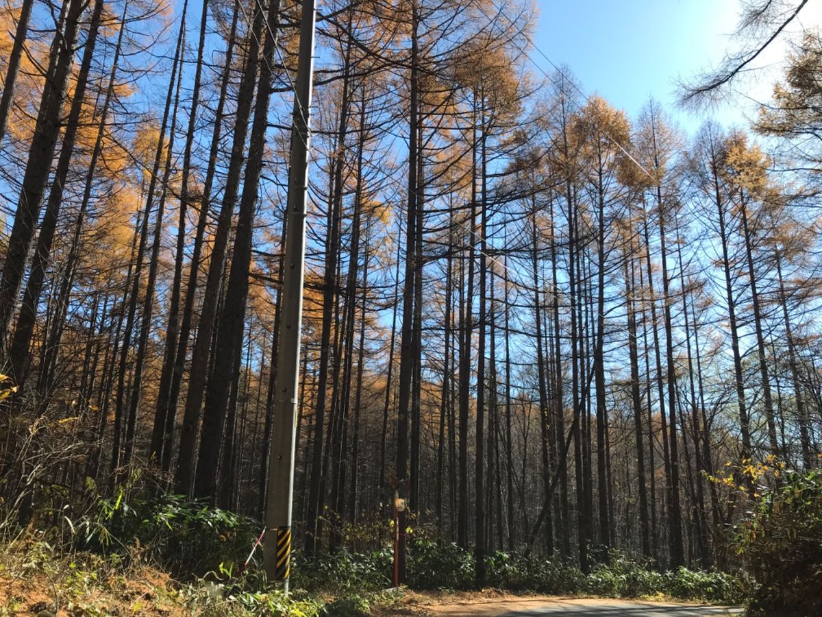 紅葉している木々