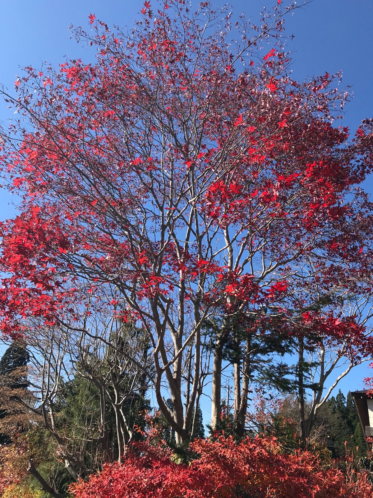 紅葉している木々