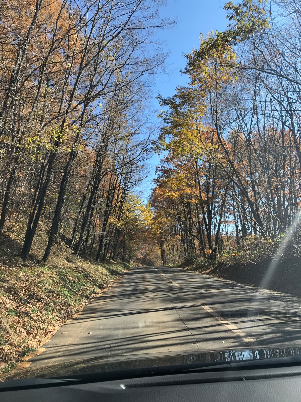 紅葉している木々