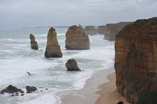 オーストラリア連邦・メルボルン「オーストラリア　グレートオーシャンロード　ドライブの旅」の写真：有名な十二使徒
野生のカンガルーを発見