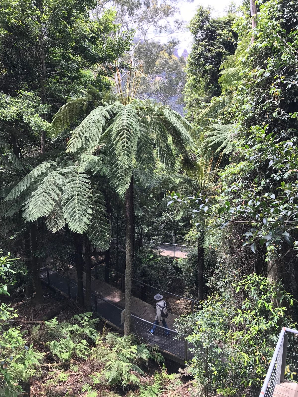 散策路は面白い植物もあり、まさに手付かずの自然の中を歩いているように感じます。