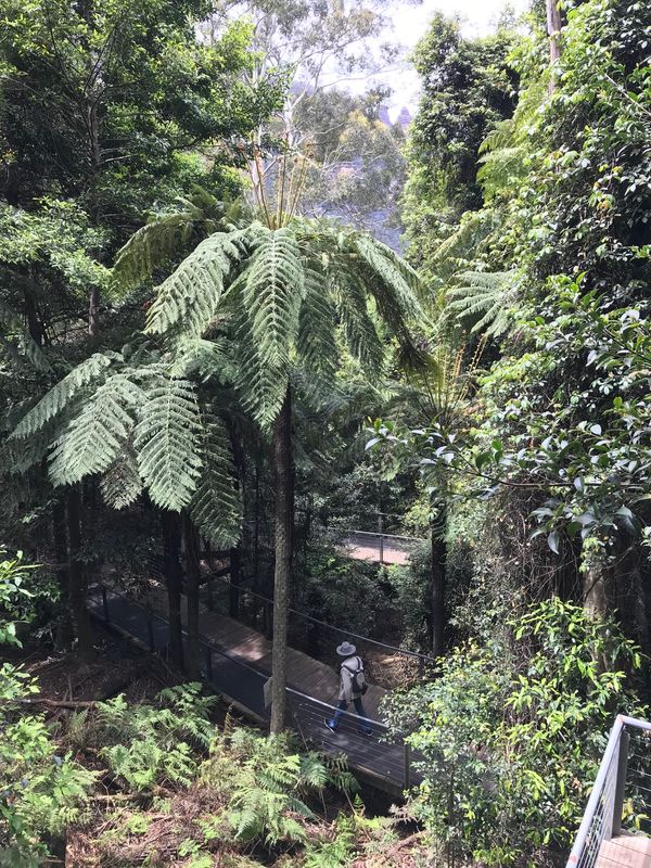 オーストラリア連邦・シドニー「オーストラリア　ブルーマウンテンを訪ねて」の写真：散策路は面白い植物もあり、まさに手付かず...