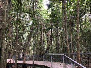 散策路は面白い植物もあり、まさに手付かずの自然の中を歩いているように感じます。