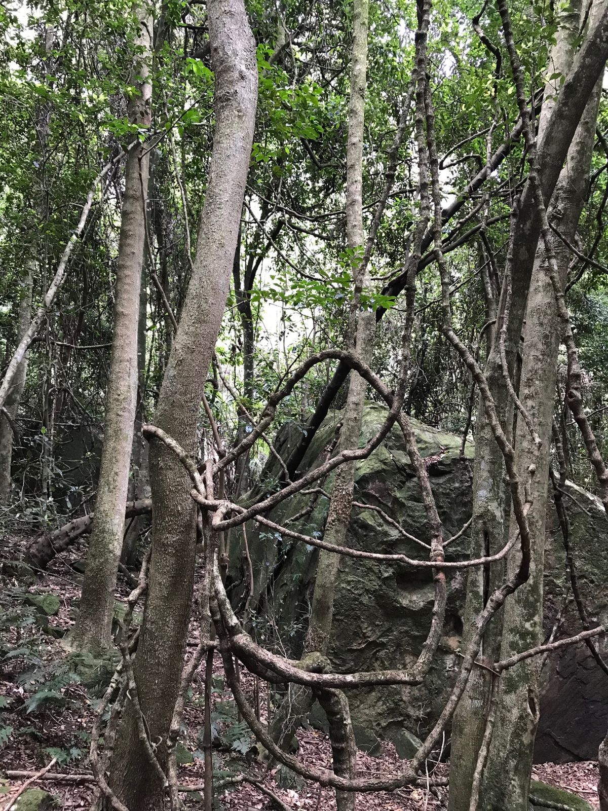 散策路は面白い植物もあり、まさに手付かずの自然の中を歩いているように感じます。