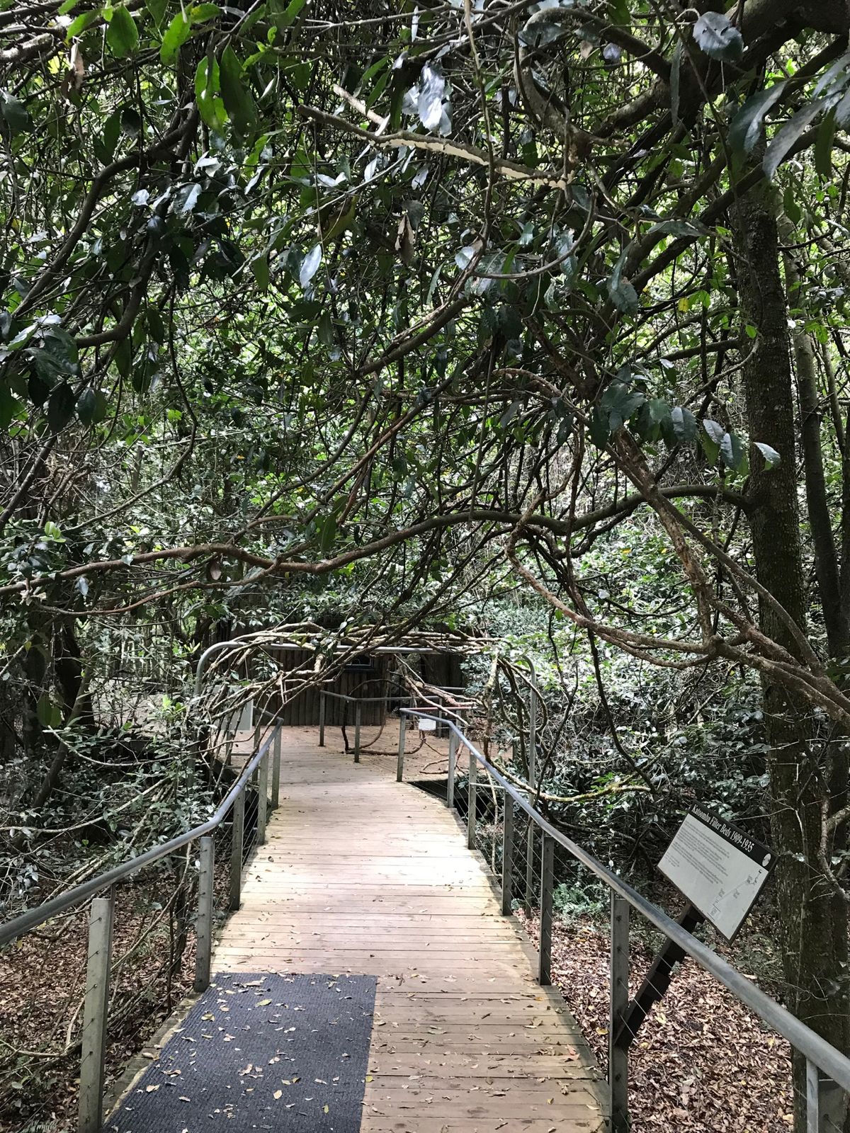 散策路は面白い植物もあり、まさに手付かずの自然の中を歩いているように感じます。