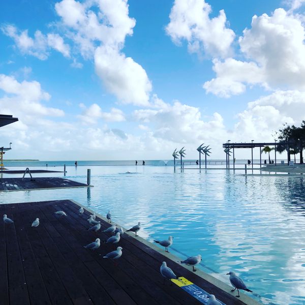 オーストラリア連邦・ケアンズ  キュランダ「ケアンズの旅🇦🇺」の写真：塩素の匂いと鳥のフンがすごくて、入らなか...