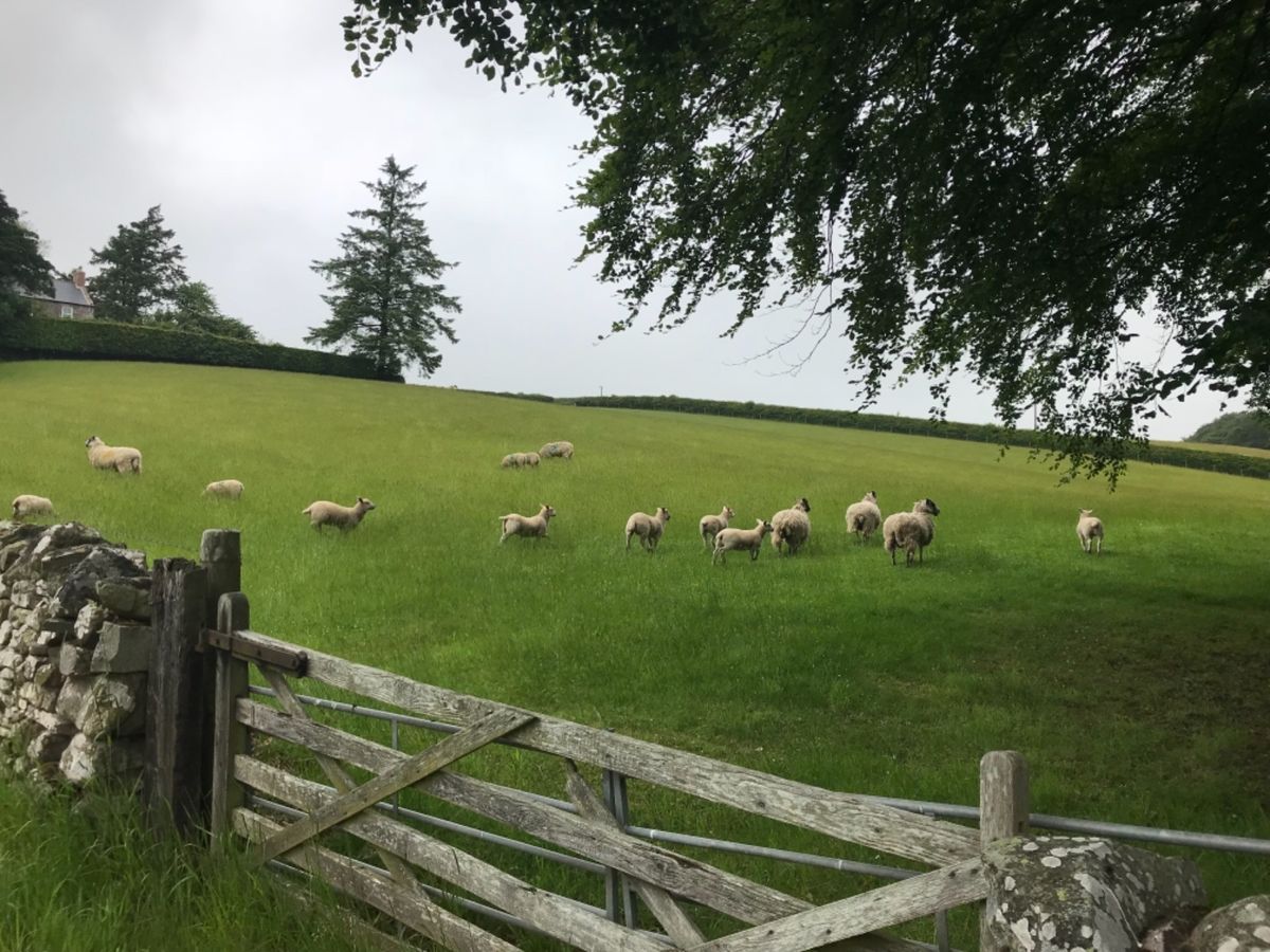 豚とか羊の血とか内臓とかのソーセージ。
好きな人は癖になるらしい。