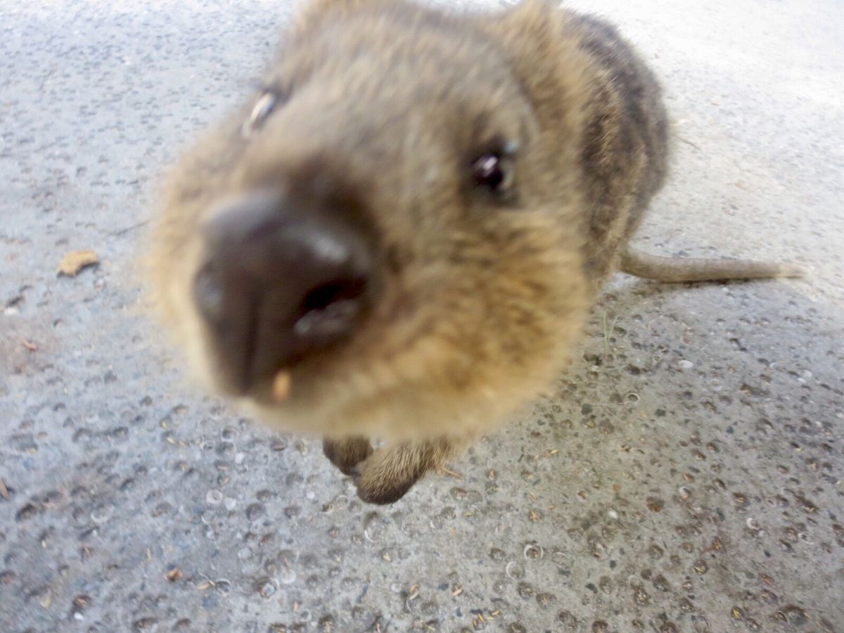 シンガポールから3泊4日でオーストラリアのパースへ。ベストシーズンの夏に旅...