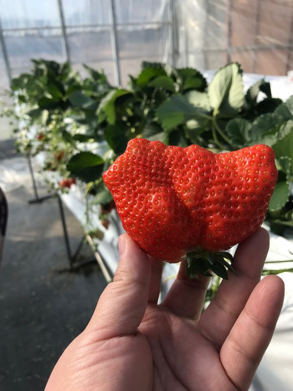 日本・三重県「三重ドライブ旅」の写真