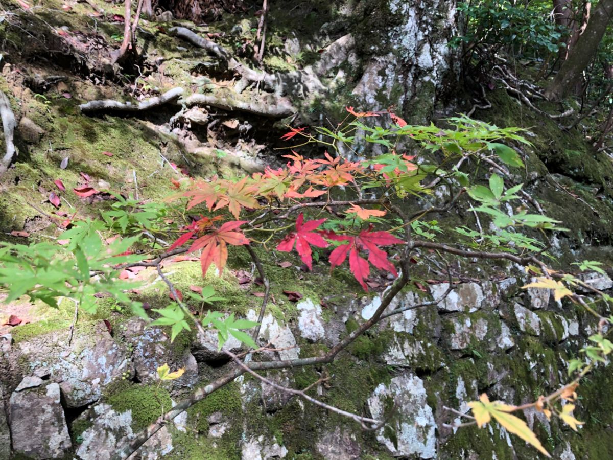 滋賀の紅葉の名所の一つ、永源寺。まだ紅葉は色付き始めたばかりでした。今年は...