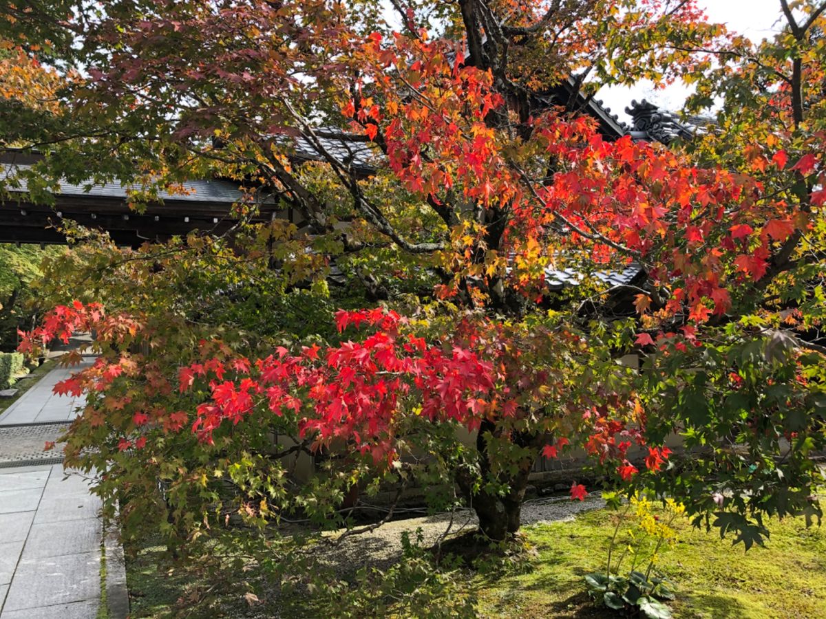 滋賀の紅葉の名所の一つ、永源寺。まだ紅葉は色付き始めたばかりでした。今年は...
