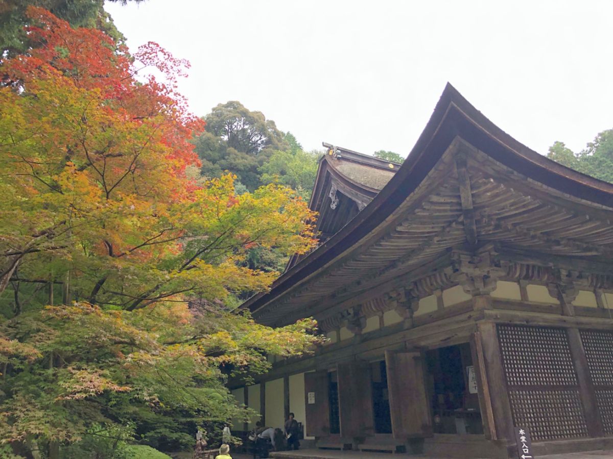 湖東三山の一つ金剛輪寺。こちらの紅葉もまだまだこれからという感じ。ここは初...